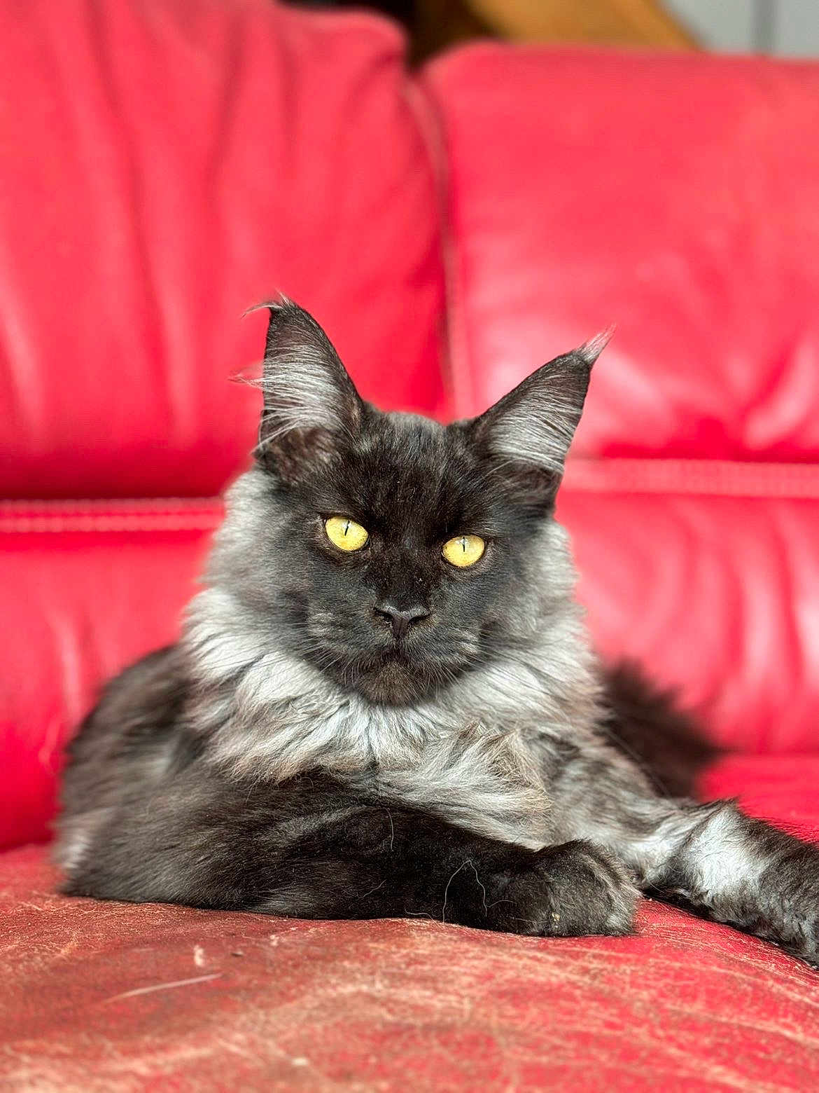 Ahdès participe au concours pour gagner de l'argent avec cette photo : cat, maine_coon, yellow_eyes, fur, pet, animal, indoor, red_couch, leather, relaxing, portrait, feline, whiskers, ears, paws, resting, cute, fluffy, domestic_cat, looking
