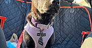 Grimm is registered to the contest to win money with this photo: animal, backseat, black_dog, car_interior, collar, curious, cute, dog, domestic_animal, ears, harness, indoor, leash, pet, puppy, seat_cover, sitting, sunlight, window, young_dog