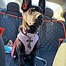 animal, backseat, black_dog, car_interior, collar, curious, cute, dog, domestic_animal, ears, harness, indoor, leash, pet, puppy, seat_cover, sitting, sunlight, window, young_dog