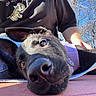 Grimm joined the competition — help win amazing prizes! animal, bench, black_dog, blue_sky, casual_clothing, closeup, daylight, dog, ears, harness, leash, nose, outdoor, person, pet, portrait, relaxed, resting, sunlight, trees