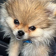 Blue a rejoint le concours — aidez-le/la à gagner de superbes lots ! animal, blue_collar, brown_fur, car_seat, close_up, collar, cute, dog, ears, eyes, fluffy, fur, light_fur, nose, pet, pomeranian, portrait, puppy, small, whiskers
