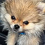 animal, blue_collar, brown_fur, car_seat, close_up, collar, cute, dog, ears, eyes, fluffy, fur, light_fur, nose, pet, pomeranian, portrait, puppy, small, whiskers