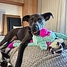 animal, black_dog, blanket, comfort, cozy, curtains, cute, dog, ears_up, furniture, home, indoor, looking_at_camera, mouth_open, pet, plush_toy, relaxed, resting, soft_toy, wooden_cabinet