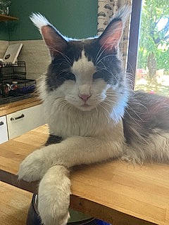 Tazz participe au concours pour gagner de l'argent avec cette photo : carnivore, cat, claw, comfort, domestic_short_haired_cat, eye, felidae, flooring, fur, hardwood, kitchen_appliance, paw, plant, small_to_medium_sized_cats, snout, tail, tree, whiskers, window, wood