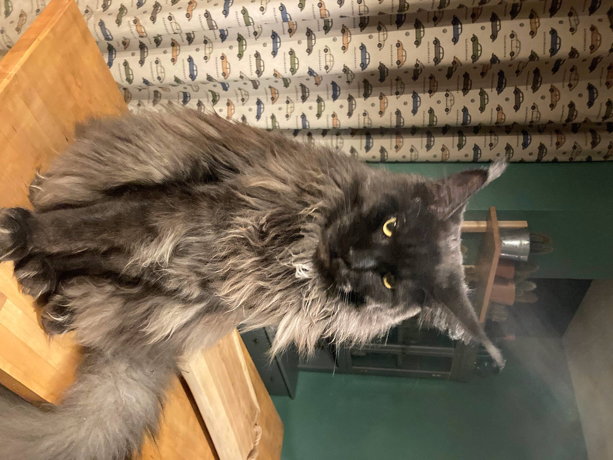 Tor participe au concours pour gagner de l'argent avec cette photo : british_longhair, carnivore, cat, claw, felidae, fur, paw, small_to_medium_sized_cats, snout, tail, terrestrial_animal, whiskers