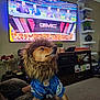 carpet, costume, decor, detroit_lions, dog, flowers, football, furniture, hand, indoor, jersey, lion_mane, living_room, nfl, people_on_tv, pet, plant, shelf, sports, television