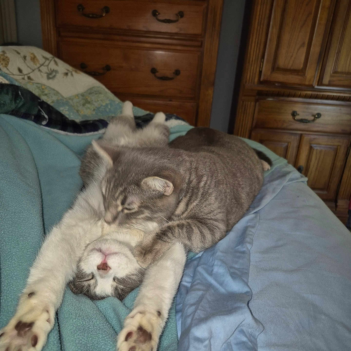 Raven joined the competition — help win amazing prizes! animal, bed, bedroom, blanket, cabinet, cat, closet, couch, cupboard, drawer, dresser, furniture, hardwood, homedecor, indoors, interiordesign, linen, pet, room, wood
