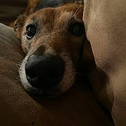 Junior joined the competition — help win amazing prizes! dog, closeup, face, cushion, brown, pet, cozy, indoors, resting, animal, snout, fur, comfort, canine, relaxed, soft, portrait, eyes, nose, warm