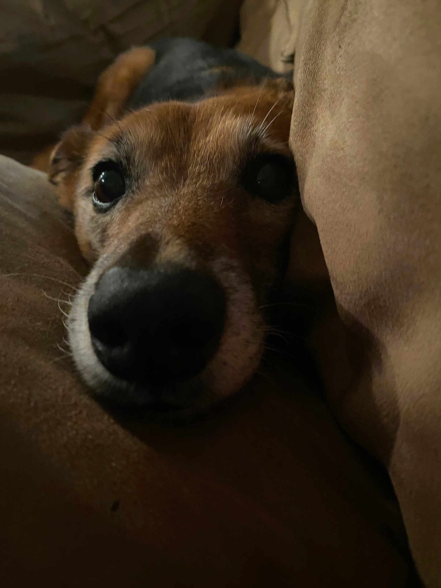 Junior joined the competition — help win amazing prizes! dog, closeup, face, cushion, brown, pet, cozy, indoors, resting, animal, snout, fur, comfort, canine, relaxed, soft, portrait, eyes, nose, warm