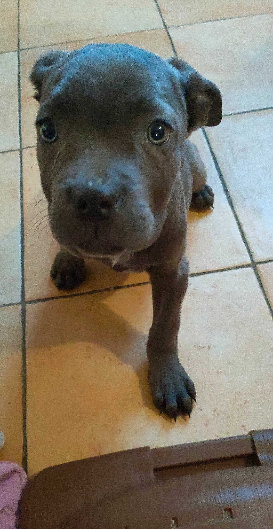 Sia participe au concours pour gagner de l'argent avec cette photo : borador, canidae, carnivore, companion_dog, dog, dog_breed, fawn, flooring, fur, guard_dog, liver, non_sporting_group, pet_supply, puppy, snout, sporting_group, terrestrial_animal, tile_flooring, whiskers, working_animal
