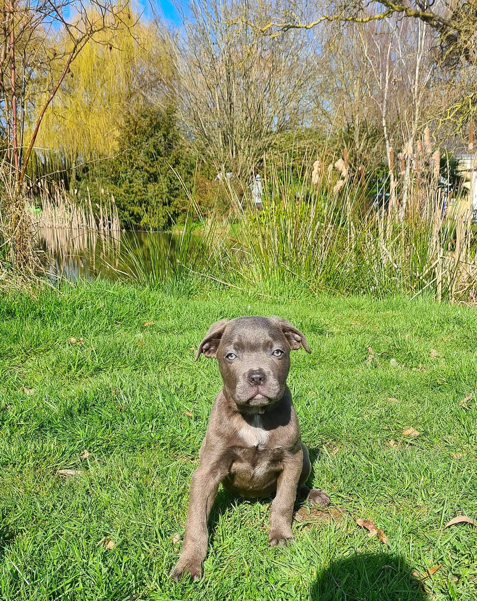 Sia participe au concours pour gagner de l'argent avec cette photo : carnivore, companion_dog, dog, dog_breed, fawn, grass, grassland, groundcover, liver, meadow, natural_landscape, plant, shrub, sky, snout, sporting_group, tail, terrestrial_animal, tree, working_animal