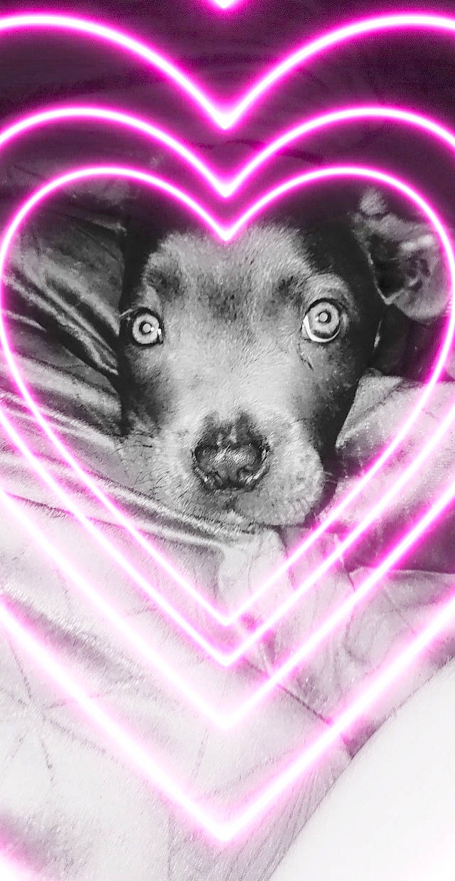 Sia participe au concours pour gagner de l'argent avec cette photo : art, canidae, carnivore, companion_dog, dog, dog_breed, dog_supply, drawing, fawn, font, graphics, illustration, magenta, pattern, pink, purple, sporting_group, violet, whiskers, working_animal
