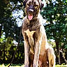 Baloo a rejoint le concours — aidez-le/la à gagner de superbes lots ! dog, canine, pet, animal, outdoor, grass, leash, sunlight, nature, tree, happy, tongue_out, sitting, portrait, daylight, mammal, friendly, companion, fur, summer