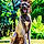 Baloo