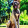 Baloo