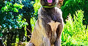 Baloo a rejoint le concours — aidez-le/la à gagner de superbes lots ! dog, animal, outdoor, grass, sunlight, greenery, nature, canine, pet, collar, tongue_out, happy, sitting, daylight, tree, leaf, summer, sunny, mammal, portrait