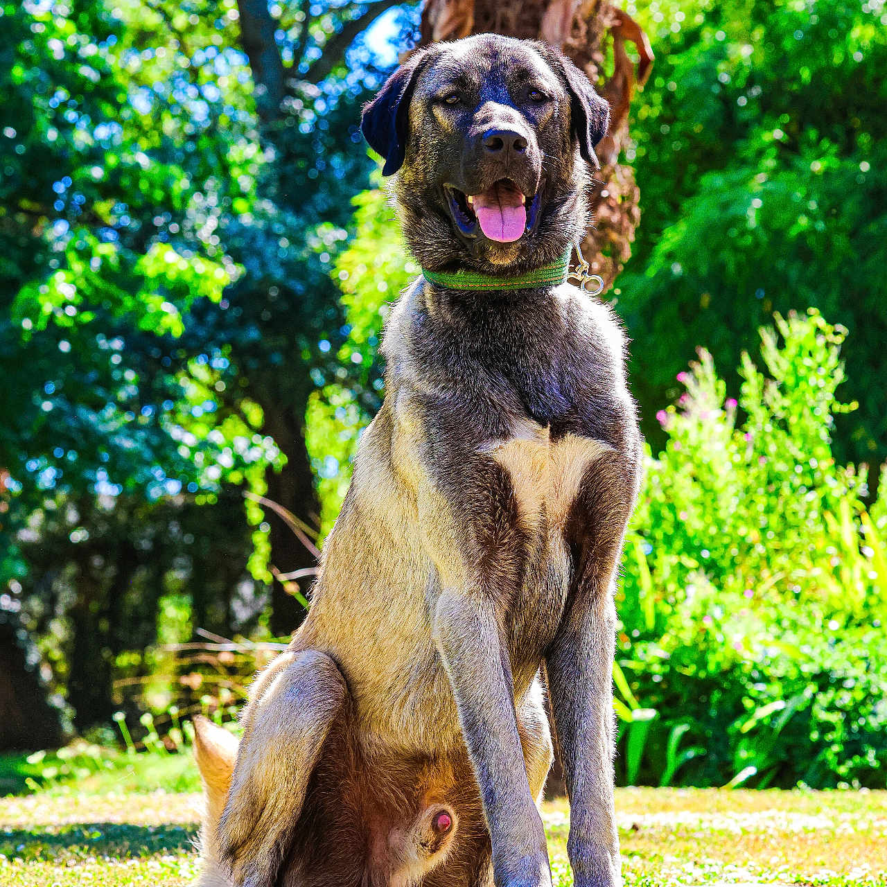 Baloo a rejoint le concours — aidez-le/la à gagner de superbes lots ! dog, animal, outdoor, grass, sunlight, greenery, nature, canine, pet, collar, tongue_out, happy, sitting, daylight, tree, leaf, summer, sunny, mammal, portrait
