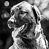 Baloo participe au concours pour gagner de l'argent avec cette photo : dog, canine, pet, animal, portrait, black_and_white, bokeh, collar, leash, tongue_out, happy, close_up, muzzle, ears, fur, outdoor, nature, expression, alert, background_blur