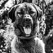 Baloo a rejoint le concours — aidez-le/la à gagner de superbes lots ! dog, pet, animal, portrait, black_and_white, outdoor, tongue_out, collar, close_up, nature, canine, fur, muzzle, ears, happy, watchful, sunlight, background_blur, expression, friendly