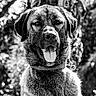 dog, pet, animal, portrait, black_and_white, outdoor, tongue_out, collar, close_up, nature, canine, fur, muzzle, ears, happy, watchful, sunlight, background_blur, expression, friendly