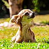 Jolly a rejoint le concours — aidez-le/la à gagner de superbes lots ! dog, grass, outdoor, sunlight, animal, pet, brown_fur, small_dog, relaxing, nature, daylight, portrait, fluffy, canine, cute, resting, green, blurred_background, ears, whiskers