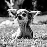 Jolly participe au concours pour gagner de l'argent avec cette photo : dog, chihuahua, grass, outdoor, animal, pet, ears, black_and_white, portrait, small_dog, nature, cute, fur, laying, daylight, closeup, muzzle, whiskers, calm, sunlight