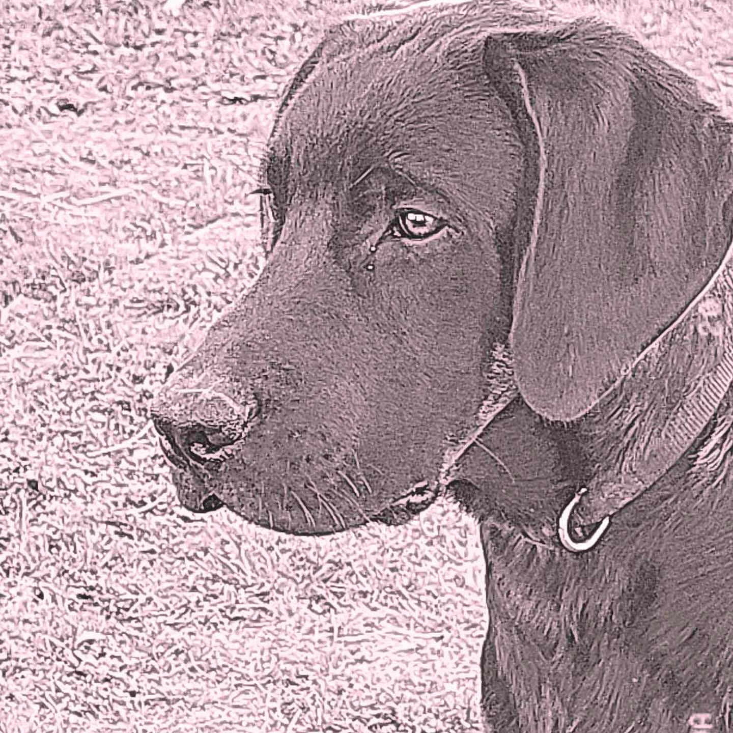 Zarco a rejoint le concours — aidez-le/la à gagner de superbes lots ! accessories, animal, boxer, bulldog, canine, collar, dog, face, greatdane, head, hound, labradorretriever, newfoundland, person, pet, pointer, puppy, snout, whitedog