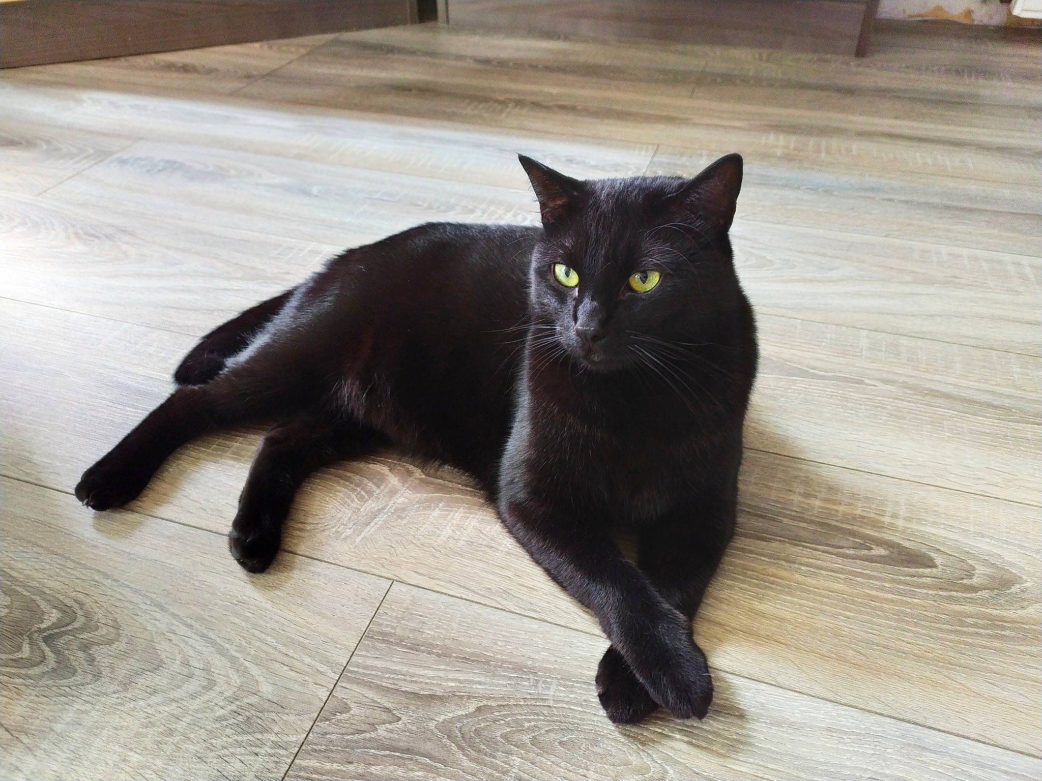 Obama participe au concours pour gagner de l'argent avec cette photo : black_cat, bombay, carnivore, cat, claw, domestic_short_haired_cat, felidae, floor, flooring, fur, grey, hardwood, paw, small_to_medium_sized_cats, snout, tail, terrestrial_animal, whiskers, wood, wood_stain