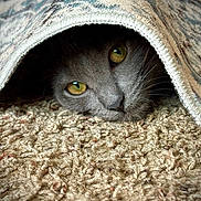 Prada joined the competition — help win amazing prizes! animal, carpet, cat, close_up, cozy, curious, cute, face, feline, fur, gray_cat, hiding, indoor, pet, resting, rug, soft, texture, whiskers, yellow_eyes