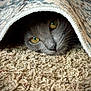 animal, carpet, cat, close_up, cozy, curious, cute, face, feline, fur, gray_cat, hiding, indoor, pet, resting, rug, soft, texture, whiskers, yellow_eyes