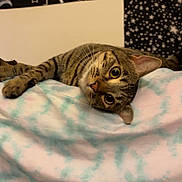 Lula is registered to the contest to win money with this photo: animal, blanket, cat, celestial, cozy, curious, cute, feline, indoor, lying_down, pattern, pet, portrait, resting, soft, stars, sun, tabby, tapestry, tie_dye