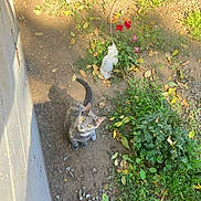 Remy is registered to the contest to win money with this photo: animal, cat, curious, daylight, dirt, feline, flowers, garden, gray_cat, greenery, ground, leaves, looking_up, nature, outdoor, pet, plants, shadow, sunlight, yellow_eyes