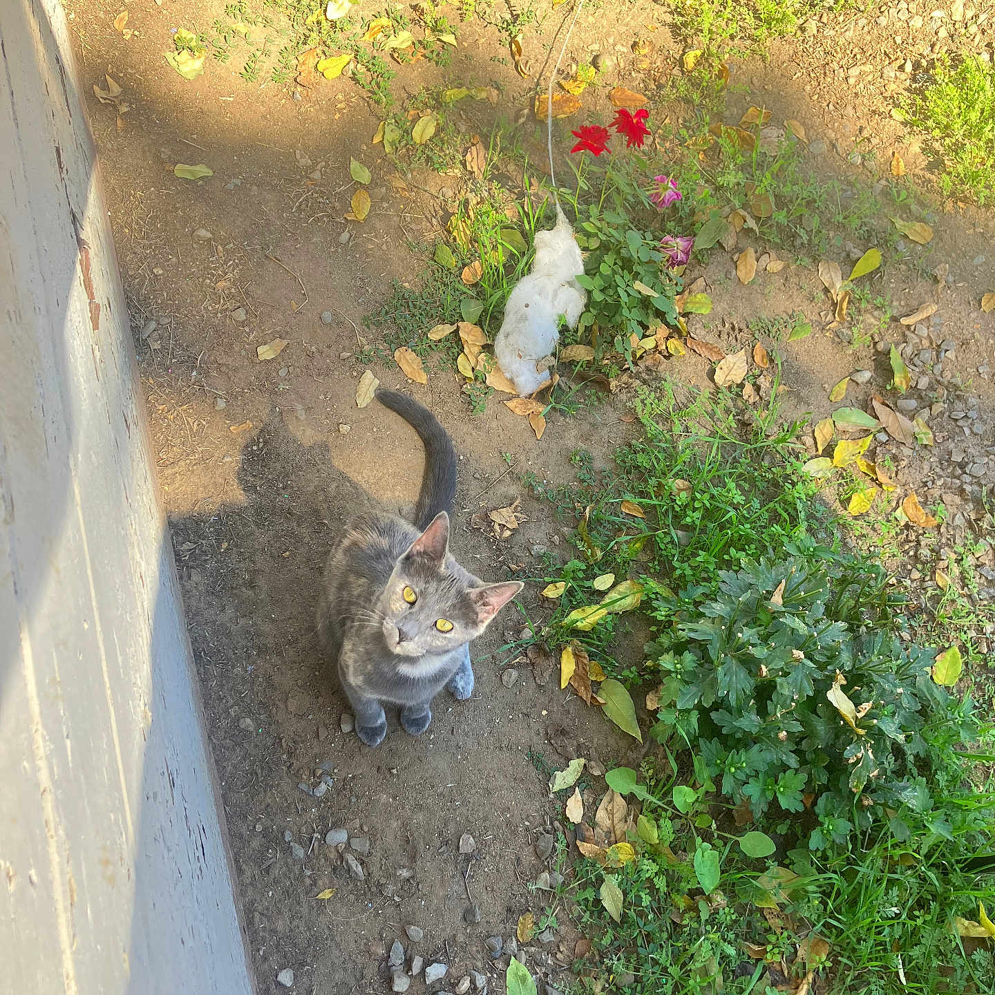 Remy is registered to the contest to win money with this photo: animal, cat, curious, daylight, dirt, feline, flowers, garden, gray_cat, greenery, ground, leaves, looking_up, nature, outdoor, pet, plants, shadow, sunlight, yellow_eyes