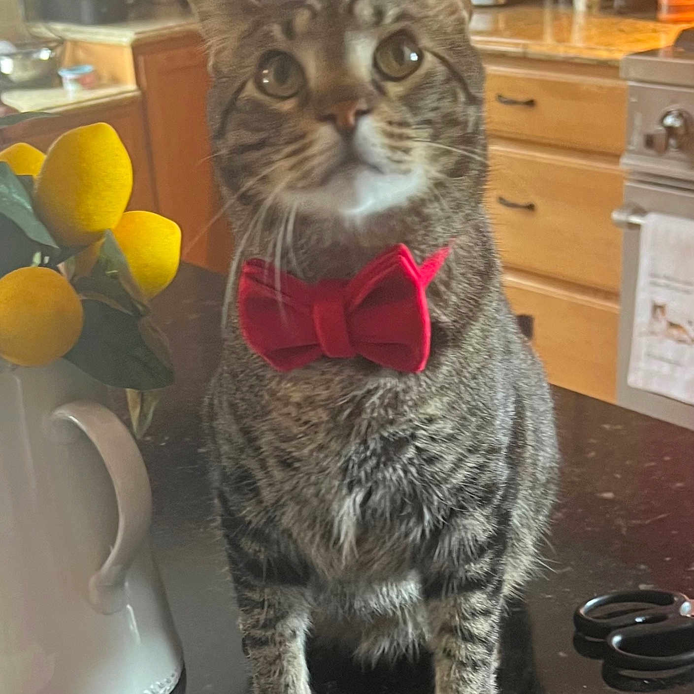Simon is registered to the contest to win money with this photo: accessories, animal, cat, citrusfruit, diningtable, face, food, formalwear, fruit, head, lemon, orange, person, pet, photography, plant, portrait, pottedplant, produce, tie