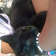 Beauty joined the competition — help win amazing prizes! black_cat, cat, pet, animal, fur, whiskers, person, arm, bracelet, beads, indoor, cozy, snuggling, close_up, resting, domestic_animal, cute, feline, companion, casual