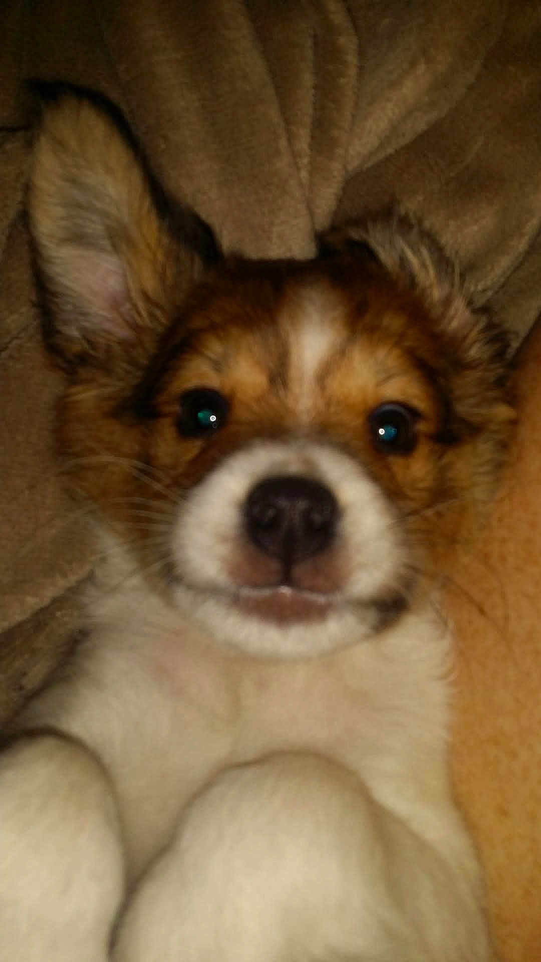 Brutus joined the competition — help win amazing prizes! animal, blanket, brown, close_up, cuddly, cute, dog, ears, face, fur, indoor, nose, pet, portrait, puppy, snuggle, soft, whiskers, white, young