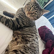 Savior joined the competition — help win amazing prizes! animal, bed, bedding, bedroom, blanket, cat, ears, feline, green_eyes, indoors, lying_down, nose, pet, pillow, portrait, relaxed, sleeping_area, striped_fur, tabby_cat, whiskers