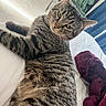 animal, bed, bedding, bedroom, blanket, cat, ears, feline, green_eyes, indoors, lying_down, nose, pet, pillow, portrait, relaxed, sleeping_area, striped_fur, tabby_cat, whiskers