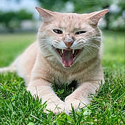 Atch a rejoint le concours — aidez-le/la à gagner de superbes lots ! animal, blurred_background, cat, close_up, cream_colored, daylight, ears, expression, feline, grass, greenery, lying_down, mouth_open, nature, outdoor, pet, playful, sharp_teeth, teeth, whiskers