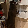 Hershey is registered to the contest to win money with this photo: bread, brown_cat, cat, curious, fluffy_cat, funny, groceries, home, indoors, kitchen, pantry, pet, plastic_bag, reaching, shelf, shelves, standing, storage, stretching, wood_floor