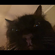 Hershey is registered to the contest to win money with this photo: animal, black_cat, cat, close_up, dark_background, dim_lighting, dramatic, ears, eyes, face, feline, fluffy, funny, fur, indoor, nose, pet, photograph, portrait, whiskers