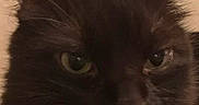 Hershey joined the competition — help win amazing prizes! black_cat, cat, centered_subject, close_up, cream_background, dark_fur, door, ears, eyes, feline, fluffy, indoors, long_hair, nose, pet, photography, portrait, serious_expression, staring, whiskers