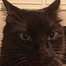 black_cat, cat, centered_subject, close_up, cream_background, dark_fur, door, ears, eyes, feline, fluffy, indoors, long_hair, nose, pet, photography, portrait, serious_expression, staring, whiskers