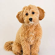 Cookie participe au concours pour gagner de l'argent avec cette photo : dog, puppy, fluffy, curly_fur, sitting, cute, pet, animal, canine, adorable, young, studio, portrait, brown, furry, friendly, companion, domestic, innocent, curious