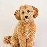 dog, puppy, fluffy, curly_fur, sitting, cute, pet, animal, canine, adorable, young, studio, portrait, brown, furry, friendly, companion, domestic, innocent, curious
