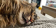 Ready participe au concours pour gagner de l'argent avec cette photo : cat, tabby, sleeping, tongue_out, fluffy, close_up, pet, animal, indoor, blanket, cozy, fur, whiskers, relaxed, cute, resting, domestic_cat, soft_light, face, texture