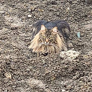 Ready participe au concours pour gagner de l'argent avec cette photo : cat, long_hair, animal, outdoor, soil, earth, nature, mammal, pet, fur, whiskers, ears, alert, ground, wildlife, resting, looking, brown, tabby, close_up
