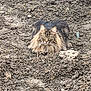 cat, long_hair, animal, outdoor, soil, earth, nature, mammal, pet, fur, whiskers, ears, alert, ground, wildlife, resting, looking, brown, tabby, close_up