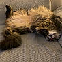 Ready participe au concours pour gagner de l'argent avec cette photo : cat, fluffy, relaxed, stretching, couch, indoor, pet, feline, fur, paw, sleeping, home, cozy, gray, texture, resting, animal, cute, whiskers, comfy