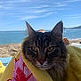 Ready participe au concours pour gagner de l'argent avec cette photo : cat, tabby, towel, yellow_towel, beach, ocean, sky, sunny, outdoor, animal, pet, relaxed, fluffy, whiskers, closeup, nature, summer, holiday, coast, water